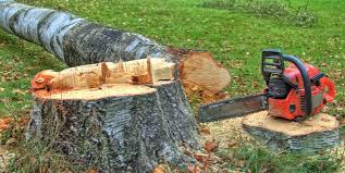 How Our Tree Care Process Works  in  Lattingtown, NY