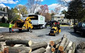 Best Hedge Trimming  in Lattingtown, NY