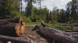Lattingtown, NY Tree Removal Company