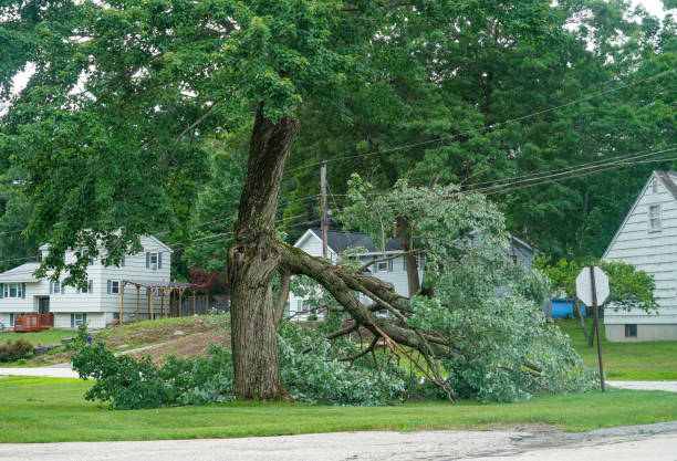 Best Stump Grinding and Removal  in Lattingtown, NY