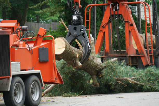 Best Lawn Irrigation Installation and Maintenance  in Lattingtown, NY
