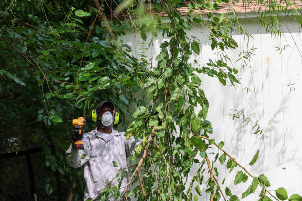 Best Tree and Shrub Care  in Lattingtown, NY