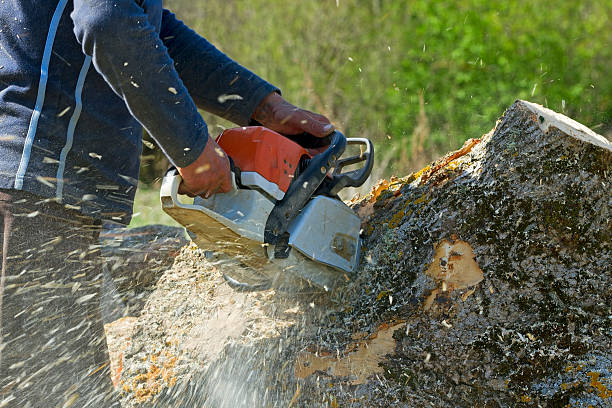 Best Tree Trimming and Pruning  in Lattingtown, NY