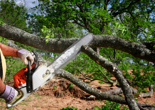 Best Commercial Tree Services  in Lattingtown, NY